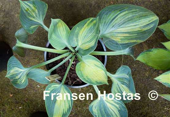 Hosta Hadspen Blue streaked